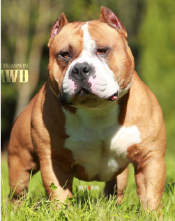 Muscletones Grand Champion Clawd